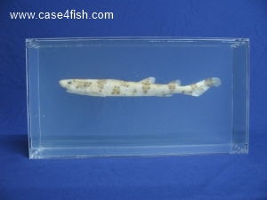 Foto Galerie/Carcharhiniformes/Galeorhinus galeus/Galeorhinus galeus_02_S.jpg